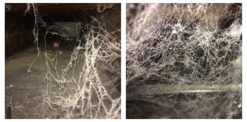 Dailey's Carpet Cleaning